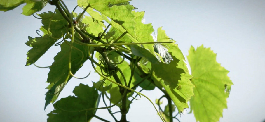 Viognier Bio - Au Pays de Léa - Domaine Perroud